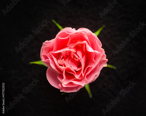 Top view of a flower on black background. For design. Nature.