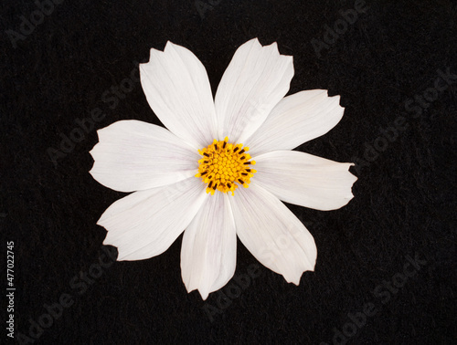 Delicate flower on black background. Decorative flowers. photo