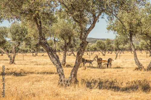 Fotografie, Obraz Deer in an olive grove