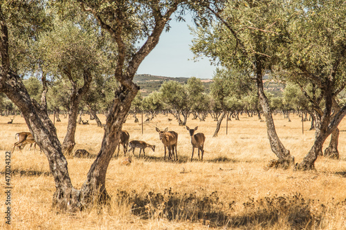 Deer in an olive grove