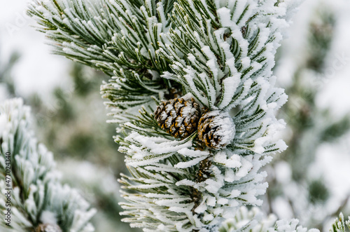 Ośnieżona gałązka kosodrzewiny z szyszkami w Tatrach
