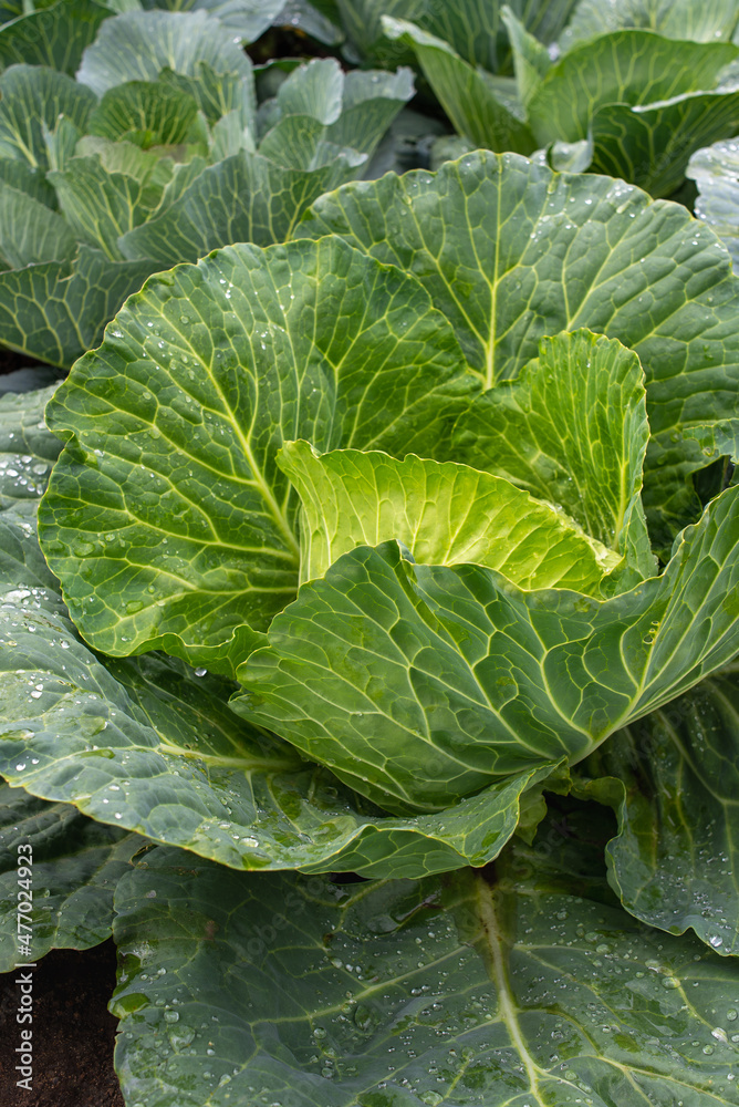 Fresh ground-cabbage close-up. Organic cabbage from the farm. Growing healthy vegetables. Head of cabbage. Fresh ground-cabbage close-up. Organic cabbage from the farm. Growing healthy vegetables. Head of cabbage.