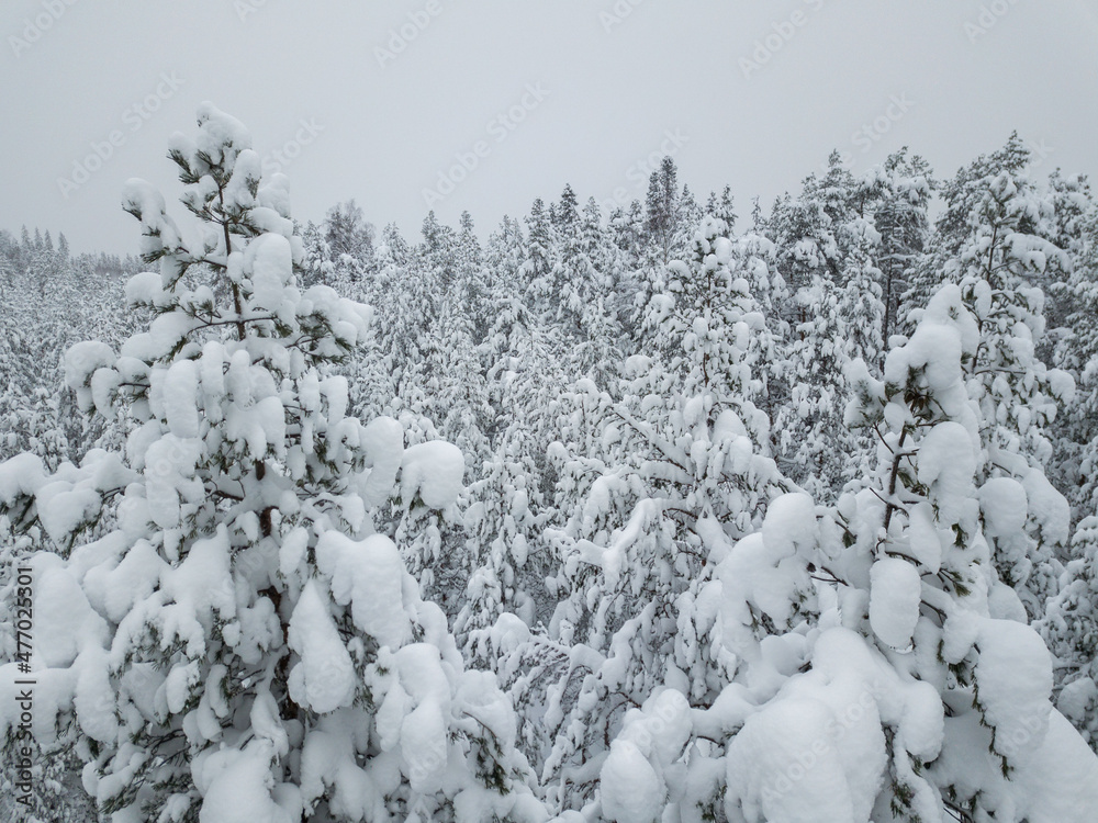 Aerial view of a forest covered with fresh snow after a snowfall in Karelia, northwest Russia Aerial view of a forest covered with fresh snow after a snowfall in Karelia, northwest Russia