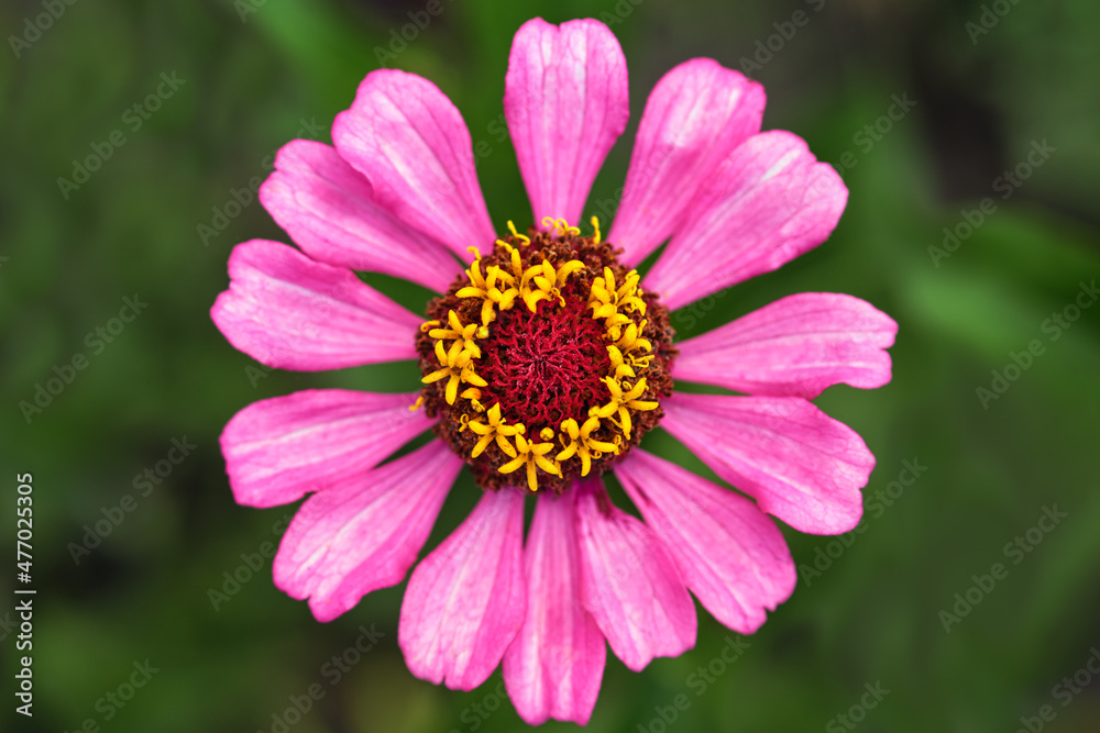Purple flower close up. A beautiful plant in summer. Purple flower close up. A beautiful plant in summer.