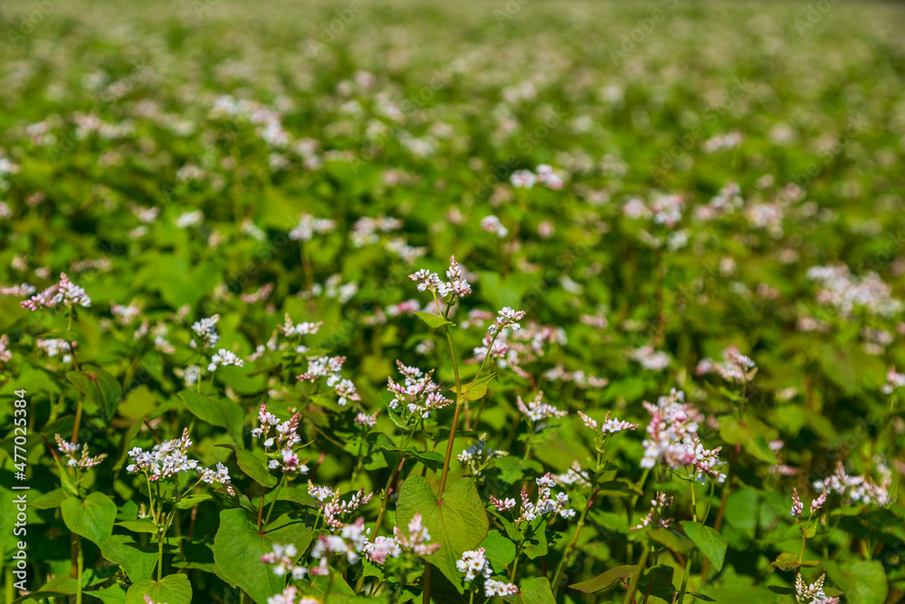 Buckwheat blooms in the field. White flowers. Sky with dark clouds. Buckwheat blooms in the field. White flowers. Sky with dark clouds.