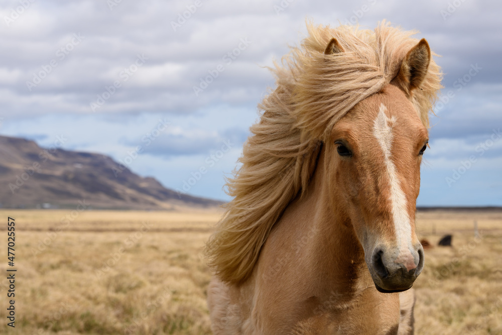 Obraz premium Horse in field in Iceland looking at the camera. 