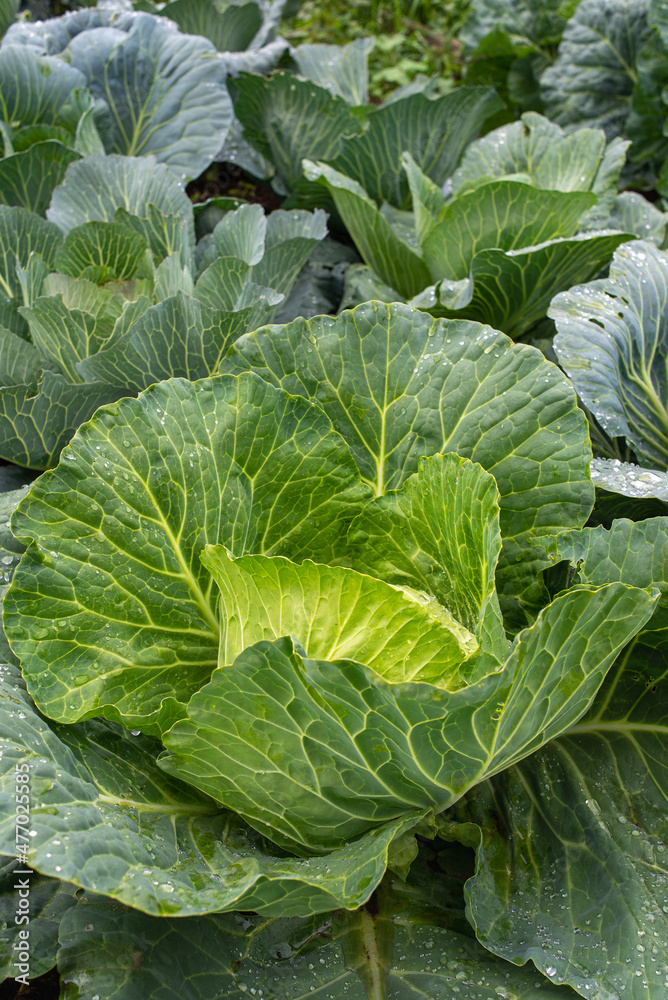 Fresh ground-cabbage close-up. Organic cabbage from the farm. Growing healthy vegetables. Head of cabbage. Fresh ground-cabbage close-up. Organic cabbage from the farm. Growing healthy vegetables. Head of cabbage.