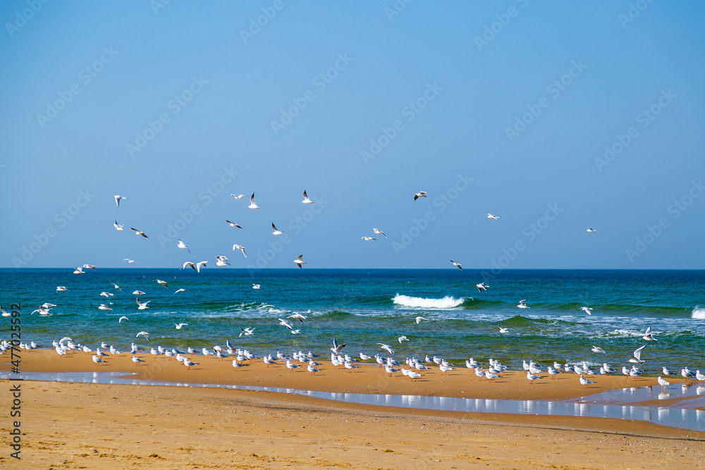 seagulls are flying over blue sea