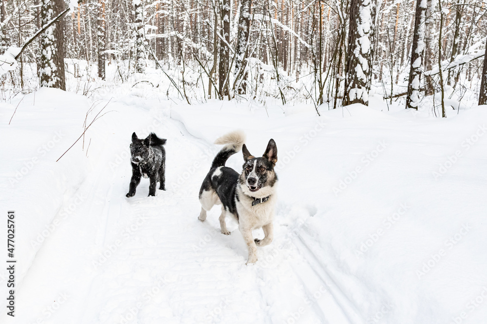 dog running in the snow	
