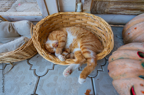 cute yellow kitten sleepiing on a wooden box photo