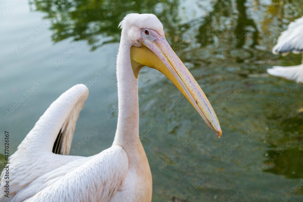 A group of pelicans on water feeding with fish. The great white pelican (Pelecanus Onocrotalus) also known as the eastern white pelican, rosy pelican or white pelican, is a large water bird in the fam A group of pelicans on water feeding with fish. The great white pelican (Pelecanus Onocrotalus) also known as the eastern white pelican, rosy pelican or white pelican, is a large water bird in the fam