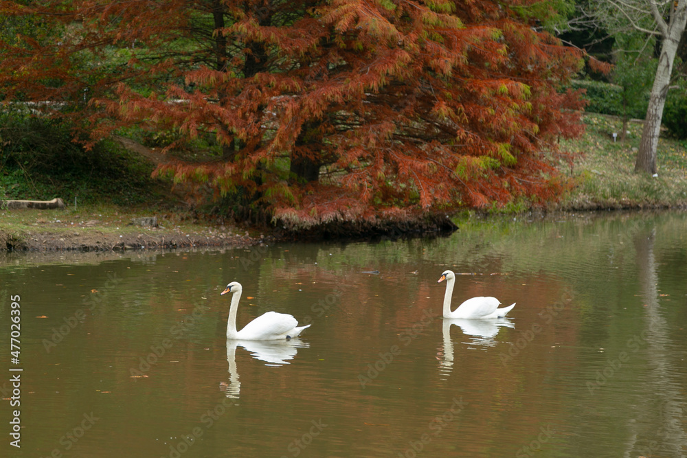 Swans are swimming in the lake, pond. Lovely couple swans Swans are swimming in the lake, pond. Lovely couple swans