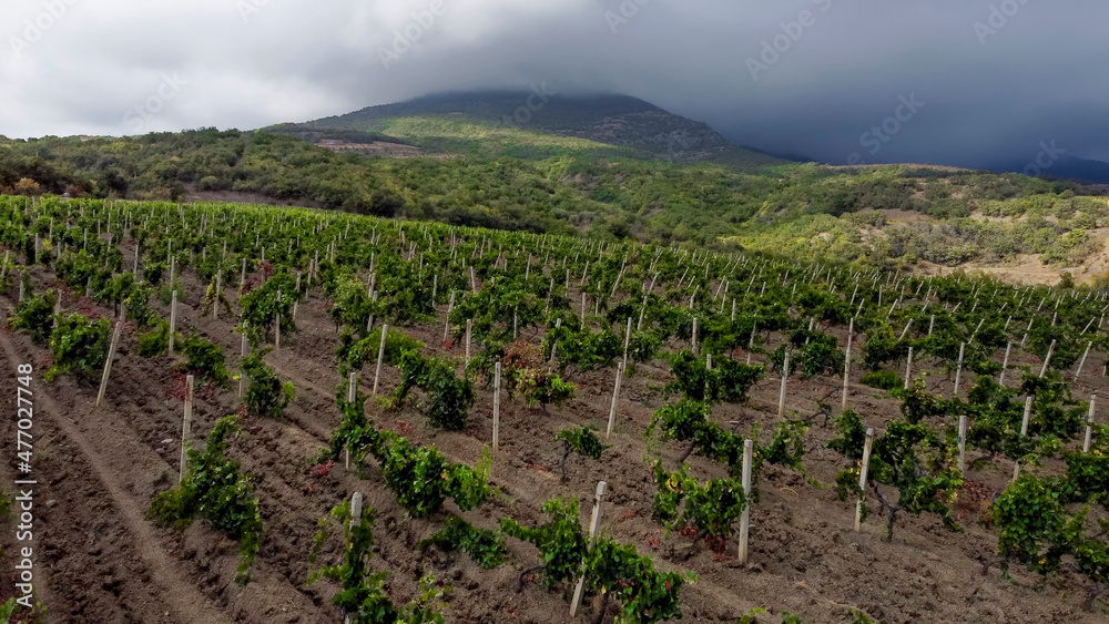 Vineyards on the southern coast of Crimea in the mountains