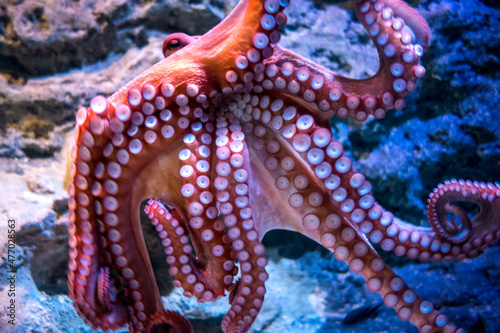 Red octopus swimming in ocean