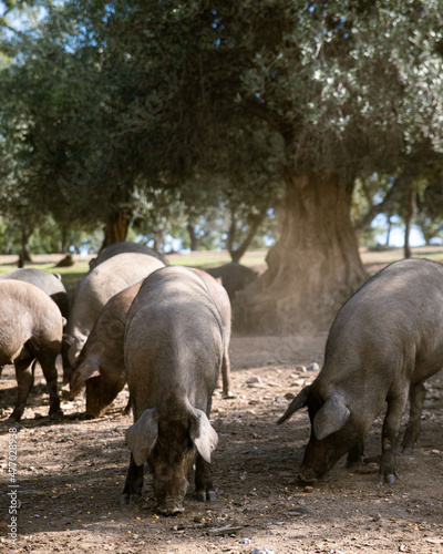 A group of Iberian pigs on the farm