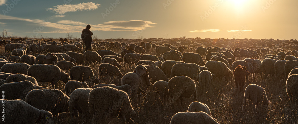 Shepherd and flock of sheep - obrazy, fototapety, plakaty 