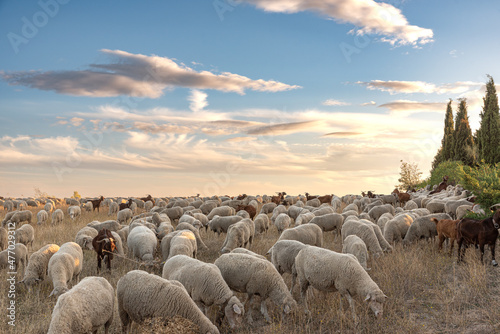 Herd of sheep and goats on the transhumance passing through Madrid photo
