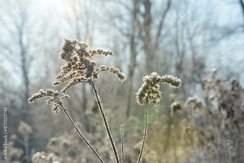 Zimowy widok na zmrożone zarośla o poranku. photo