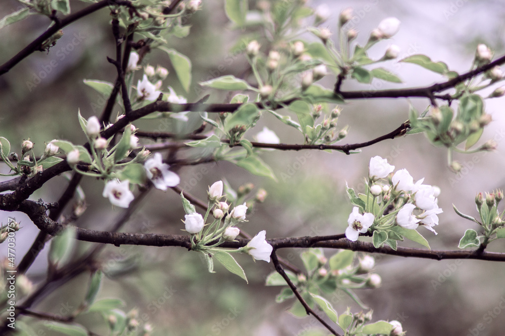 blossom in spring