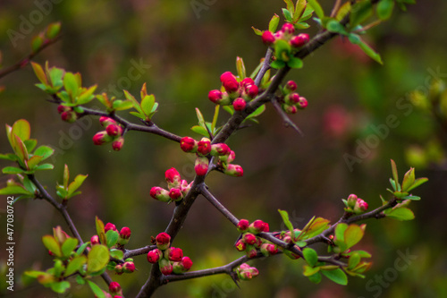 red flower buds on the branches