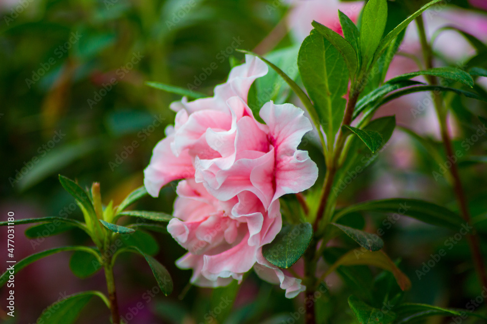 pink and white flower