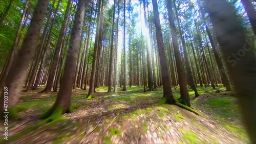 Magic wood forest light rays backlight slow stable fpv drone aerial footage