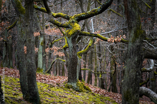tree in the forest