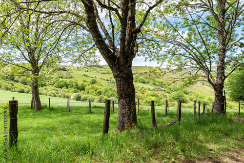 Aezkoa fields