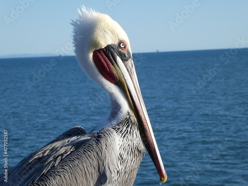 pelican on the pier