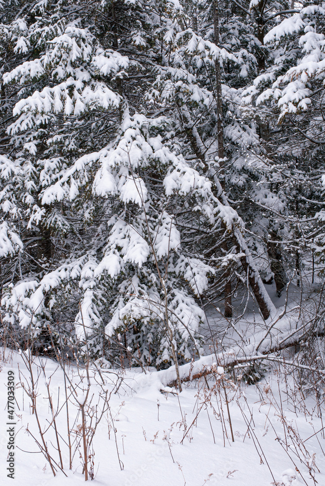 534-10 Fresh Snow 534-10 Fresh Snow