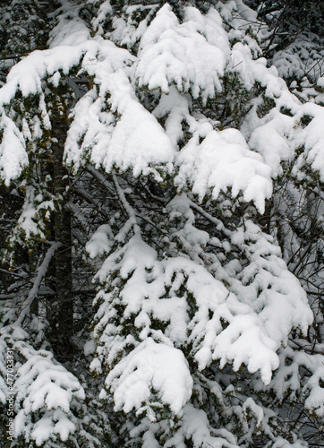 534-15 Hemlock Snow