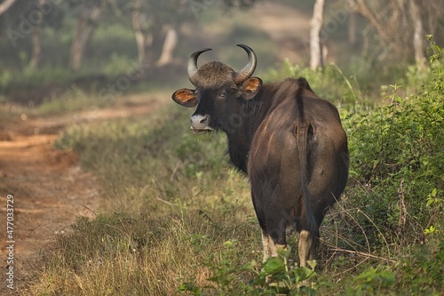 Indian Gaur or Bison at Bandipur National Park with beautiful background  photo