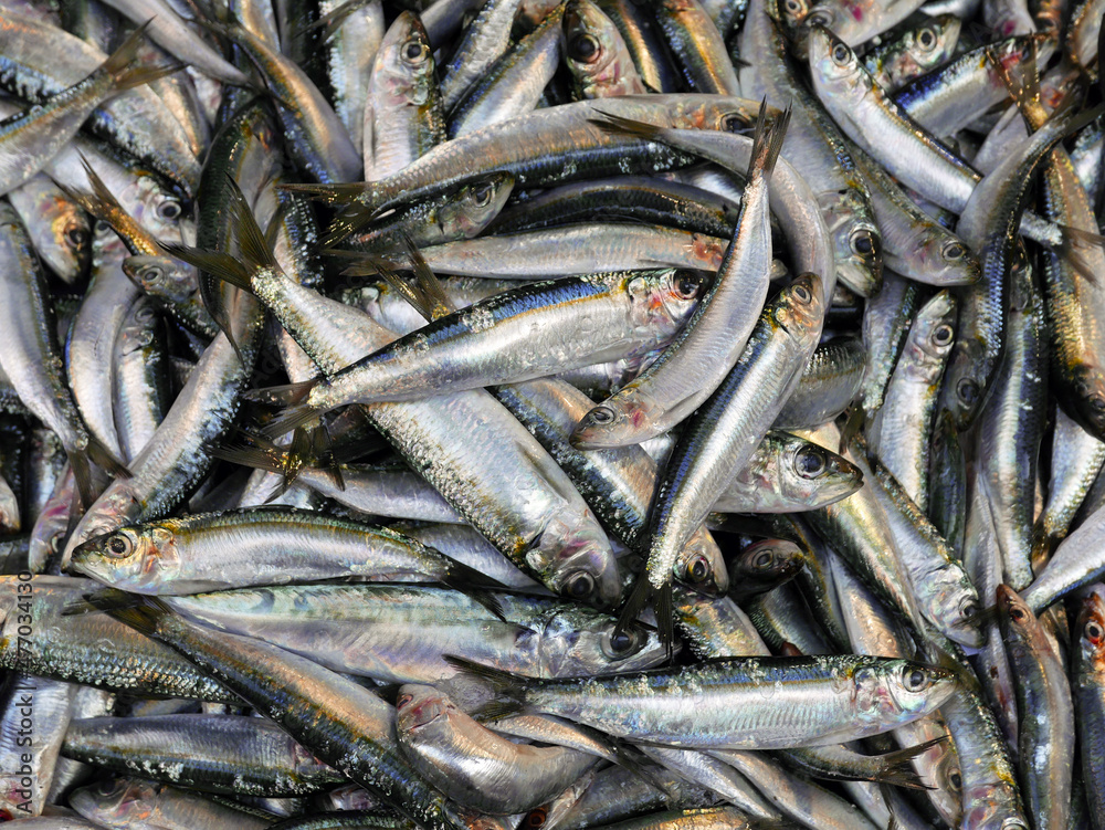 grande quantità di sardine al mercato del pesce grande quantità di sardine al mercato del pesce