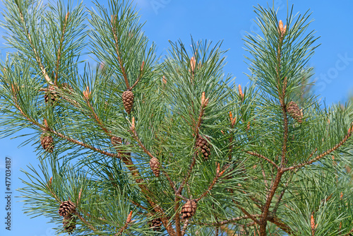 Kiefer, Pinus, mit Kiefernzapfen photo