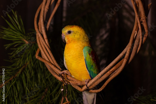 New Year's bright parrot