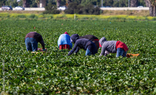 Valokuva A group of migrant workers picking in a field