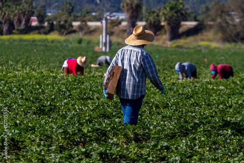 Tableau sur toile Farm worker in straw hat walking with box in strawberry field