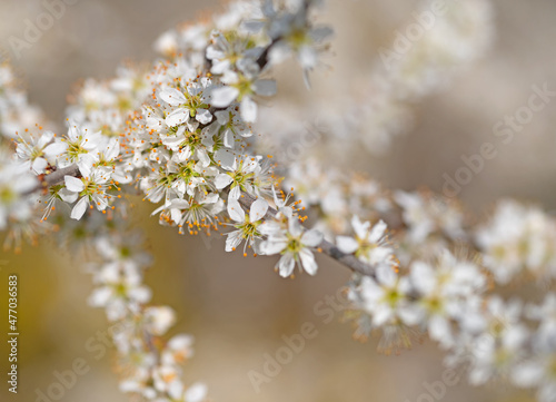 Blühener Schlehdorn, Prunus spinosa, im Frühling © M. Schuppich