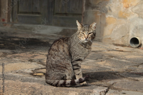 Fototapeta Naklejka Na Ścianę i Meble -  Cat walking down street