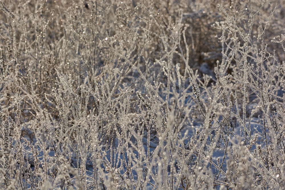 frosty frost on the branches