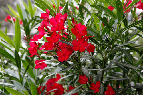 Rot blühender Oleander