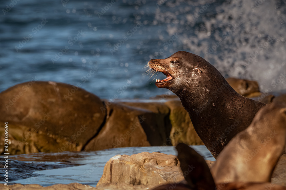 Fototapeta premium 2021-12-25 A PROFILE PHOTOGRAPH OF A SEALION ON TEH SHORE NEAR LA JOLLA CALIFORNIA WITH ITS MOUTH OPEN SHOWING CANINE TEEtH WITH A BLURRY BACKGROUND AND FOREGROUND