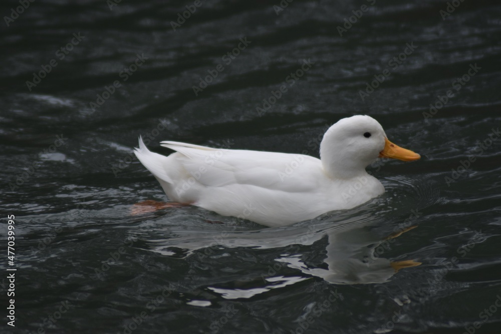 A white duck swimming in the river A white duck swimming in the river