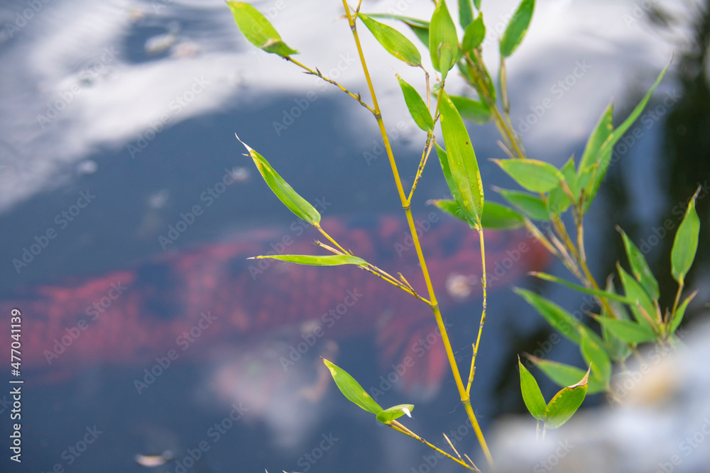 Koi fish swimming in pond at Chinese Garden in Garten der Welt Marzahn Berlin Germany