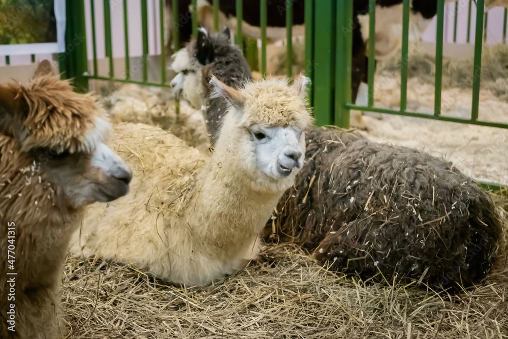 Group of alpacas resting and lying on ground at agricultural animal exhibition, trade show. Farming, family, agriculture industry, livestock and animal husbandry concept