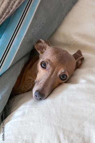 Kleiner Windhund liegt im Bett mit seinem Köpfchen auf dem Kopfkissen wie ein Mensch