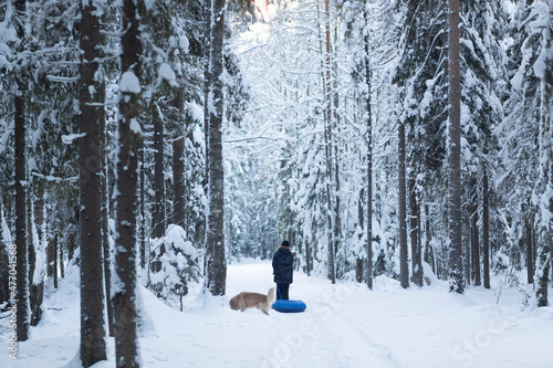 Walking with a dog in winter in the forest. Winter forest and dog.