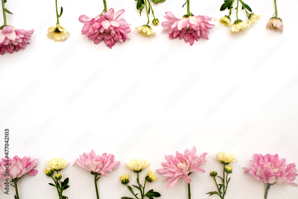 Obraz premium A pattern of pink and white chrysanthemum flowers on a white background. The concept of Mother's Day and Valentine's Day holidays. Space for text. Copy space