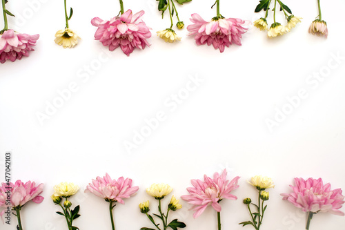 Fototapeta Naklejka Na Ścianę i Meble -  A pattern of pink and white chrysanthemum flowers on a white background.  The concept of Mother's Day and Valentine's Day holidays. Space for text. Copy space