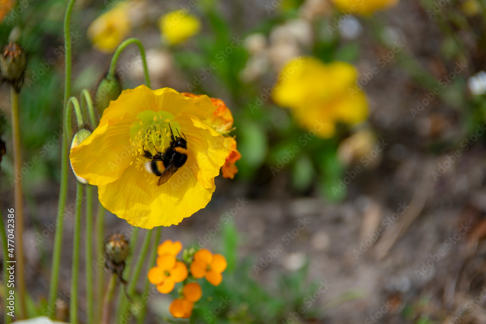 Φωτογραφία Landscape of Papaver nudicaule iceland poppy in Garten der Welt Marzahn Berlin G